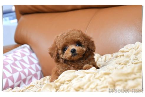 成約済の長崎県のタイニープードル-185567の8枚目